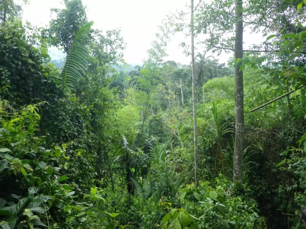 foresta-tropicale